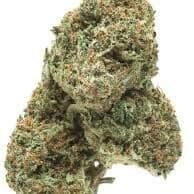 LAUGHING BUDDHA (PREMIUM)