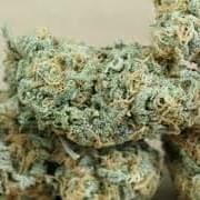Blueberry Kush (PREMIUM)
