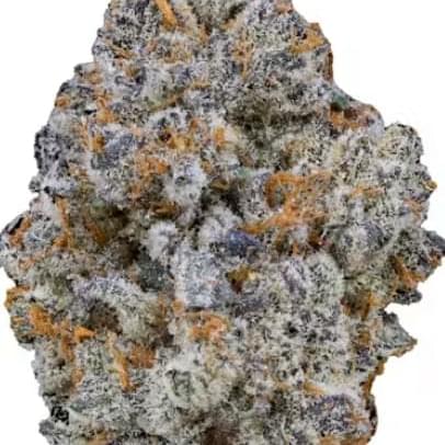 BLUE COOKIES (EXOTIC)