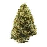 WICKED KENOBIE OG (EXOTIC)