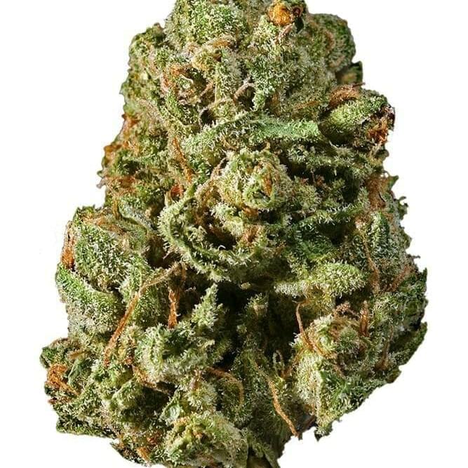 Blue Mystic (EXOTIC)