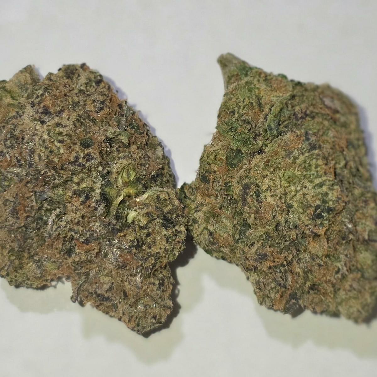 White Fire Punch - Exotic