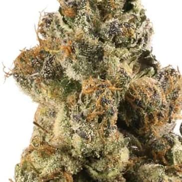 Gelato #45(Designers)