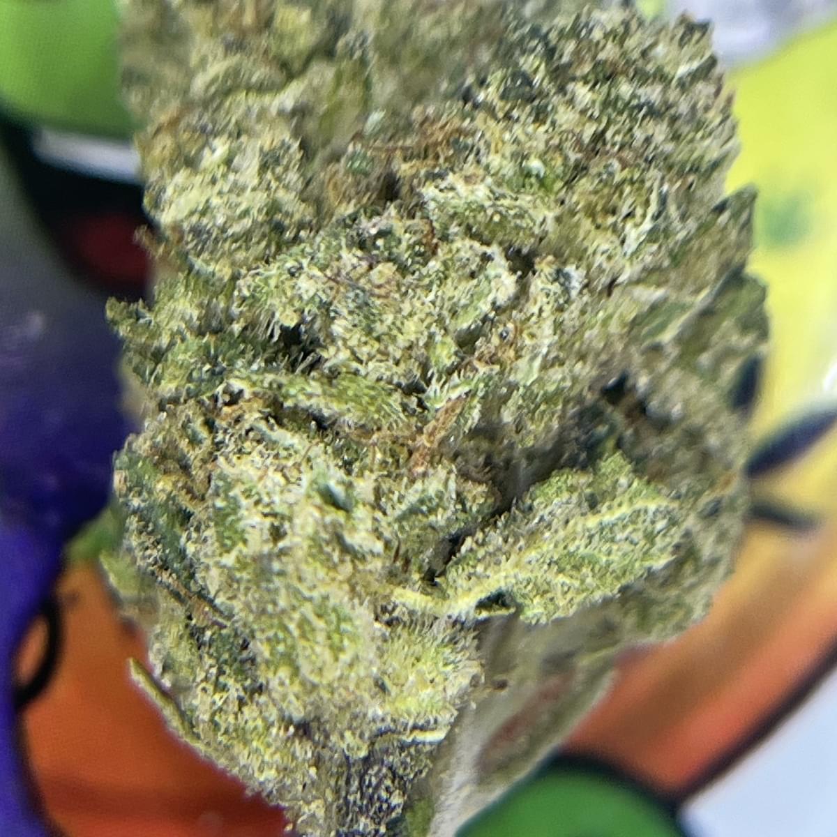 TOPSHELF- PURPLE DREAM