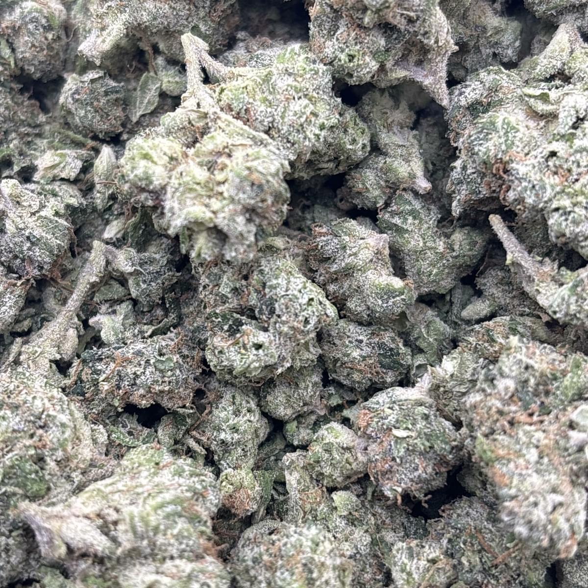 Octane Mintz (Greenhouse)