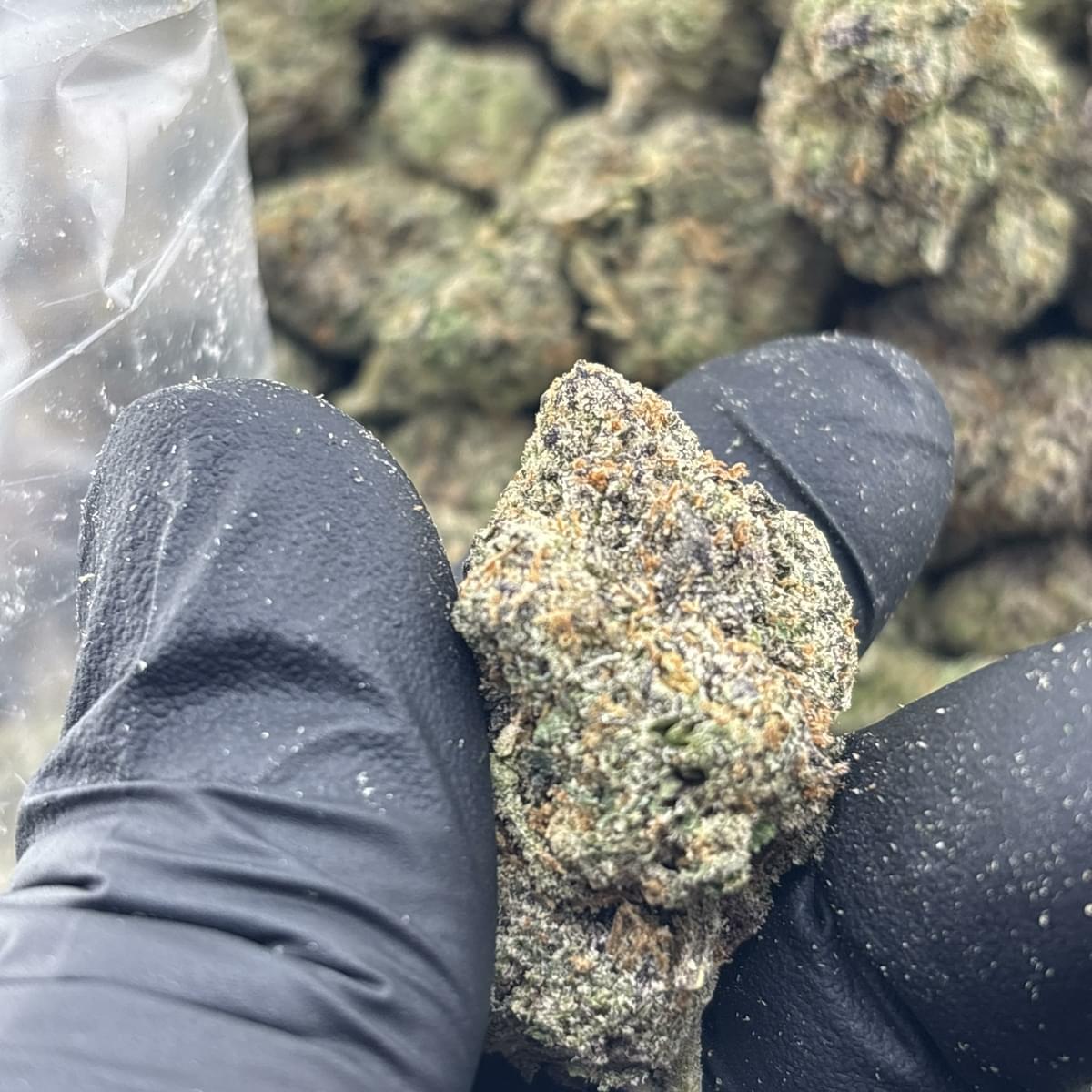 Gelato MINTZ (indoor)