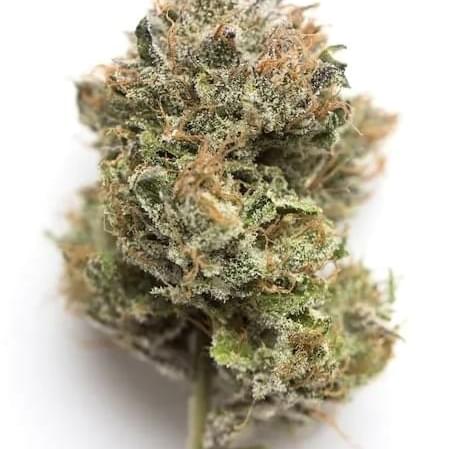 GELATO #33 (AAA INDOOR)