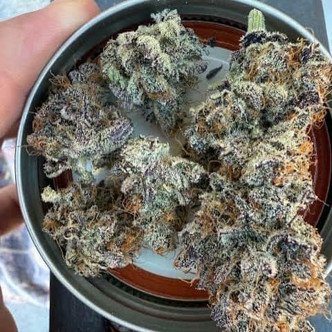 designer - PURPLE CARBONITE