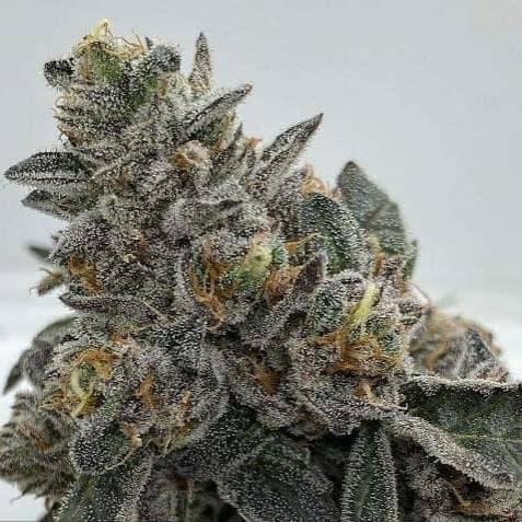 Candy Crush – Designer