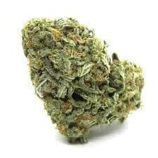 Golden Jamican Kush (PREMIUM)