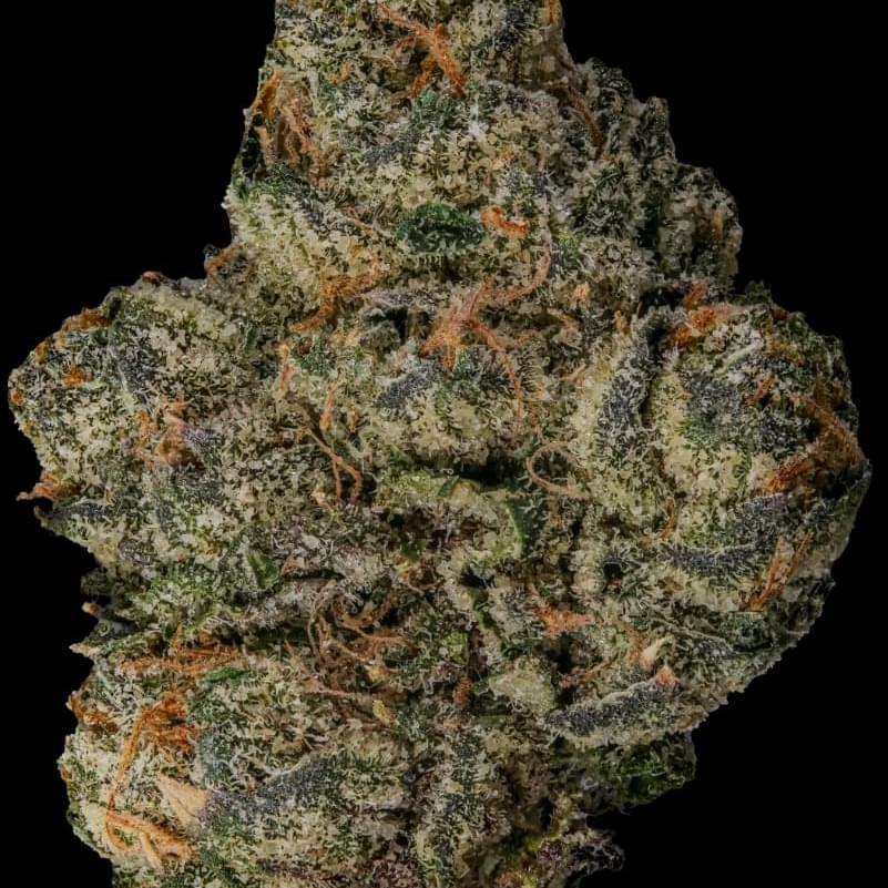 BLACK CHERRY FIZZ (SATIVA)