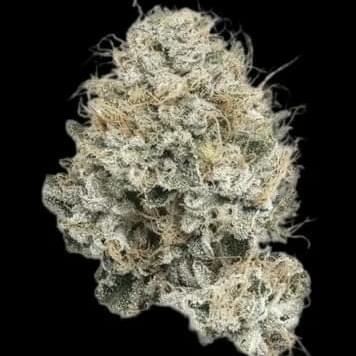 Casino kush (DESIGNER)