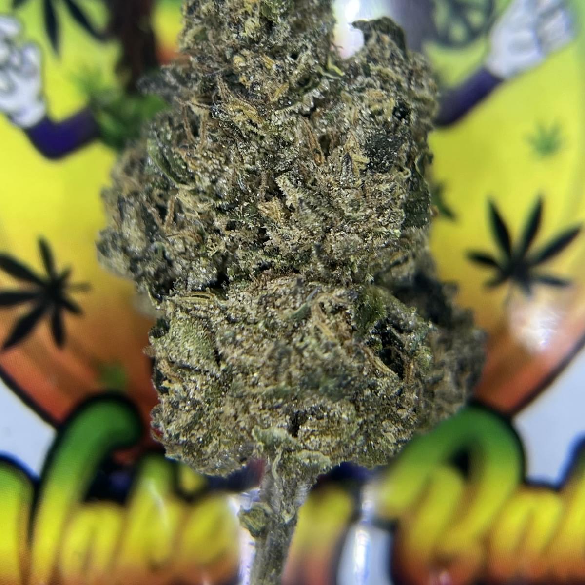 TOPSHELF- PINK ZUSHI