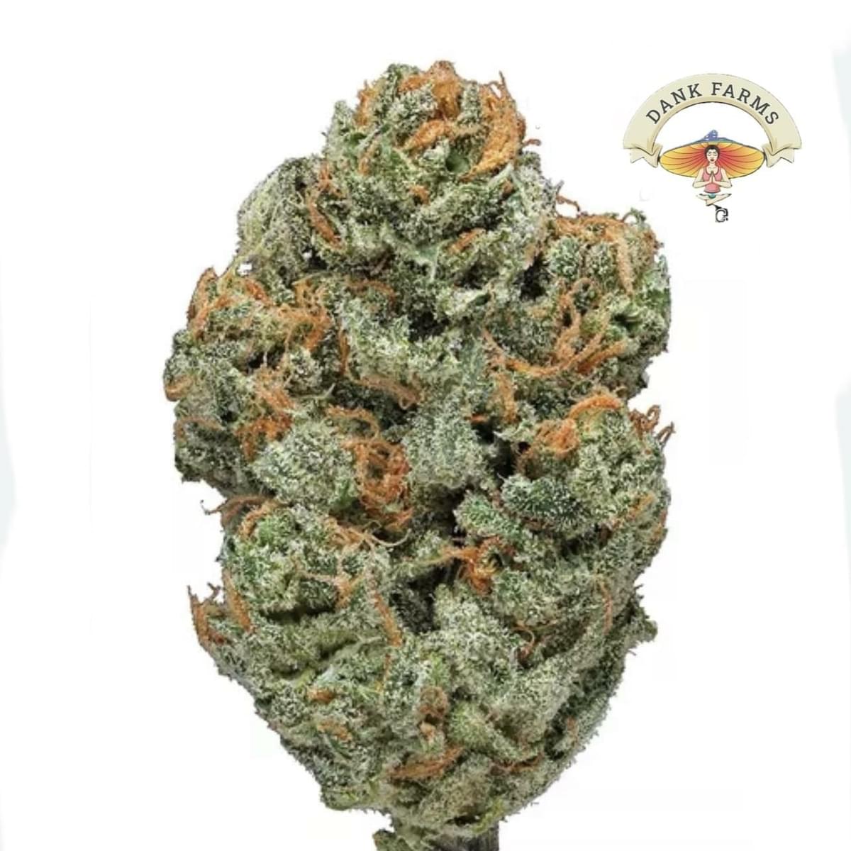 Space Face (AAA)indoor