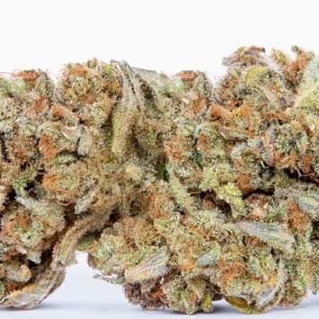 LEMON HEADZ (PREMIUM)