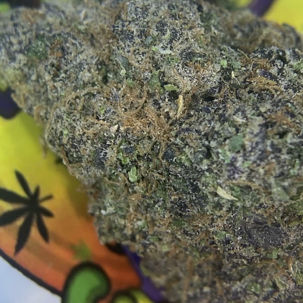 EXOTIC- FROSTED GUMBO