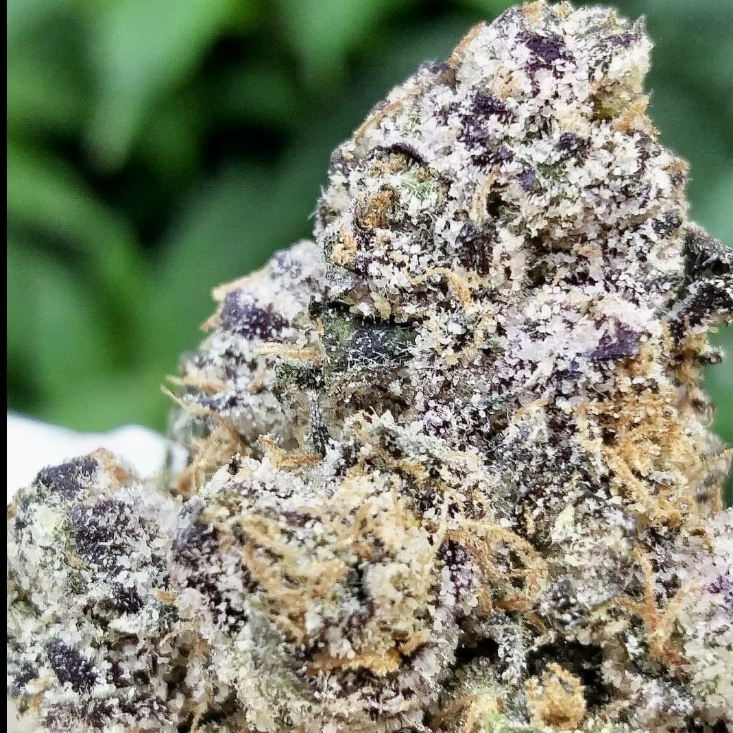 WHITE LEMON CHERRY (DESIGNER)