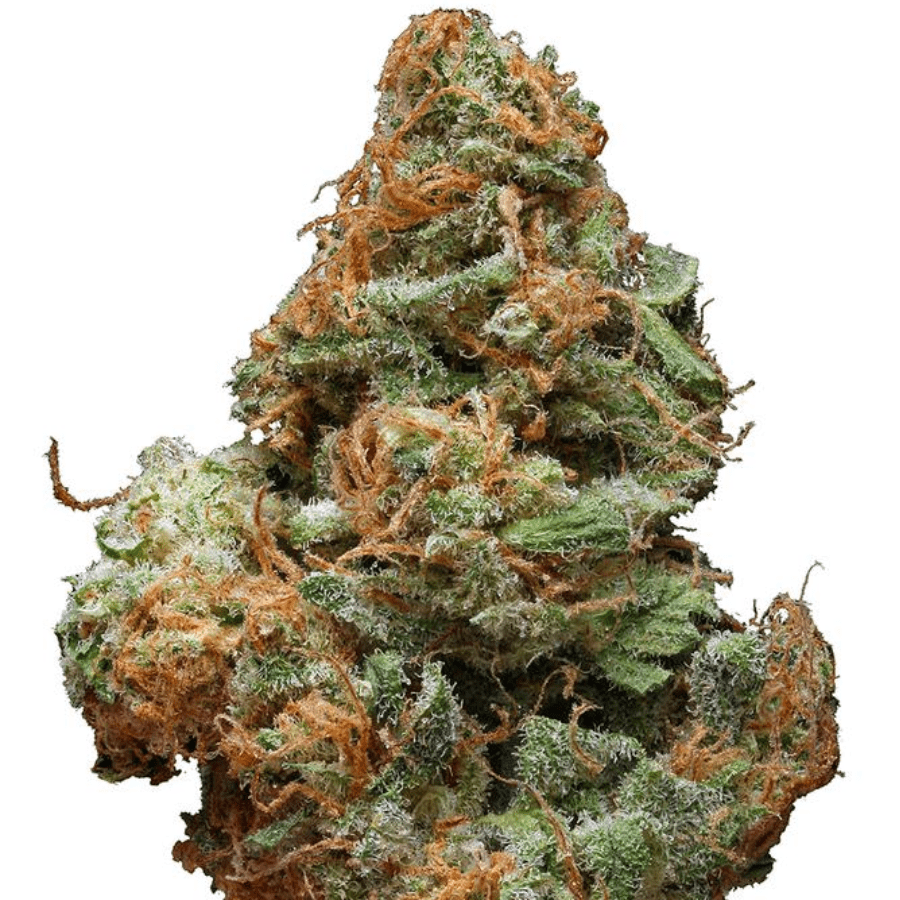 Burberry (S) By Green Man