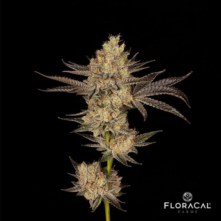 Lemon Meringue Kush #6