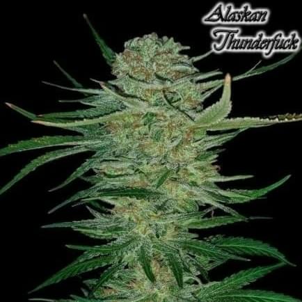 ALASKA TENDER FUCK (TOP SHELF)