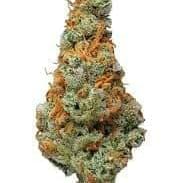 GOLD SEAL (Top-Shelf)