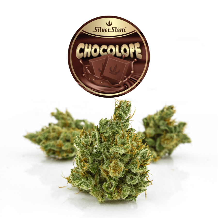 Chocolope | Sativa