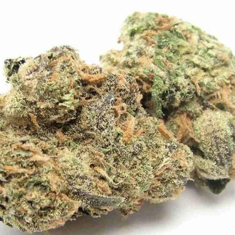 BUBBLE GUM (DESIGNER)