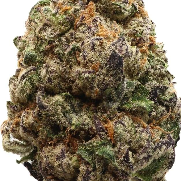 DOLCE CANDY (TOPSHELF)