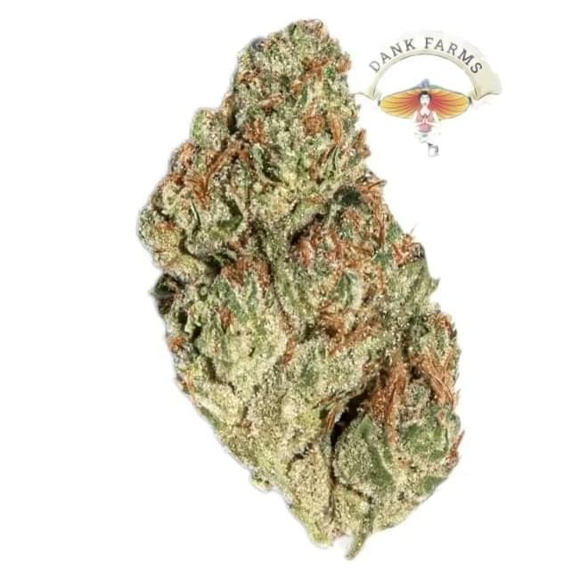 Jealousy (AAA) indoor