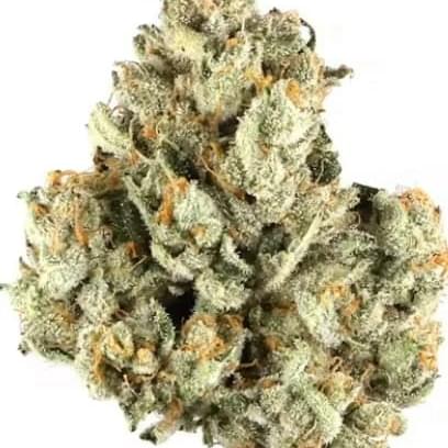 Golden Tiger (exotic)