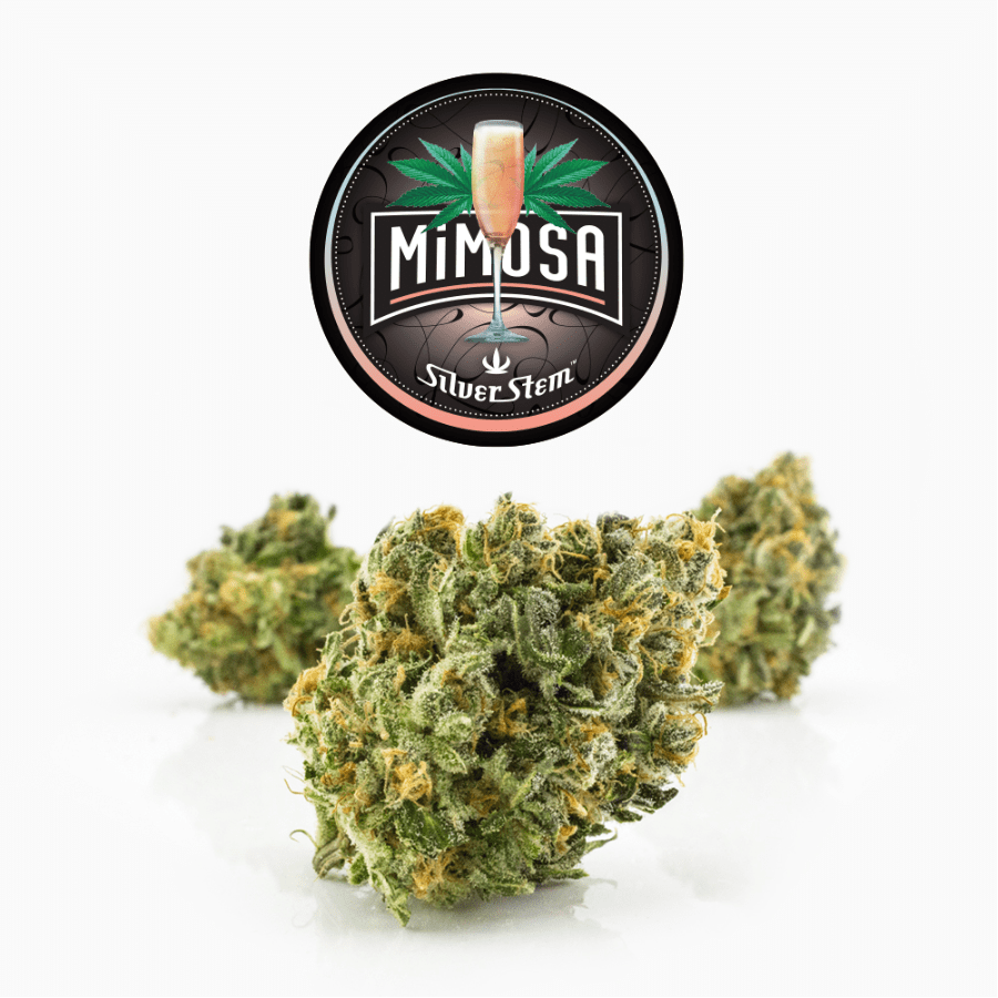 Mimosa | Sativa