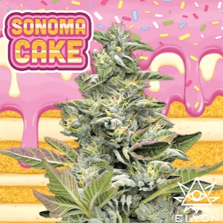 SONOMA CAKE (3.5G)[I]