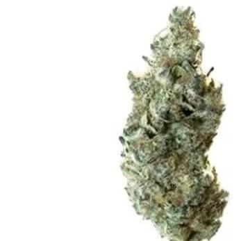 TROPIC THUNDER | 3.5g