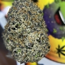 DESIGNER- WHITE GUMBO