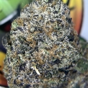 DESIGNER— RAINBOW POPPERS