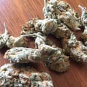 King Louis (exotic)