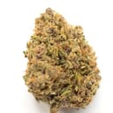 Aurora Indica (exotic)