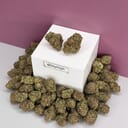 Bubba Kush-Exotic A+