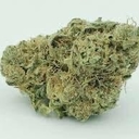 Snoop's Dream (EXOTIC)