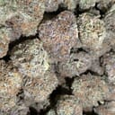 PURPLE KUSH