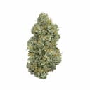 Ice Queen (Exotic A+)