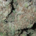 Critical Mass - High Valley Farms