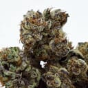 Purple haze (Indoor Exotic)