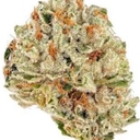 MORNING GLORY (PREMIUM)