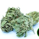obama kush