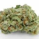 Jungle Cheese