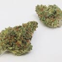 Venom OG