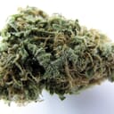 Skunk #1