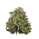 Bubba Kush