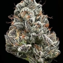Exotic- Black Cherry – Potent Indica for Deep Relaxation